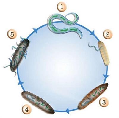 From Worms to Drug Candidate: The Story of Odilorhabdins, a New Class of Antimicrobial Agents